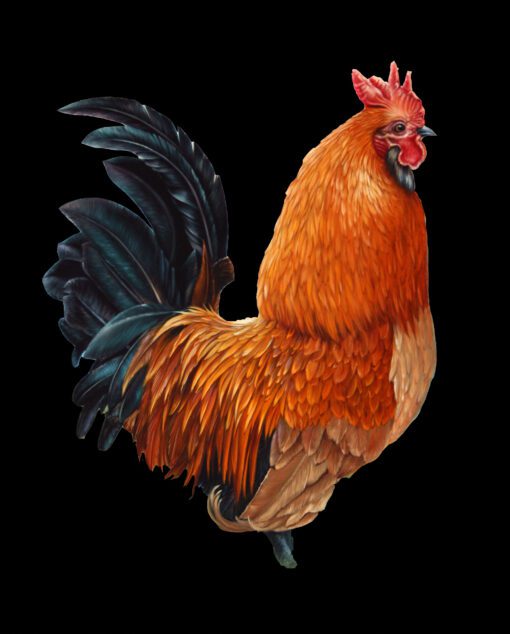 "Gallo"